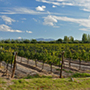 Bodegas Bianchi