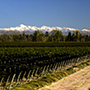 Bodegas Bianchi