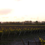 Bodegas Bianchi