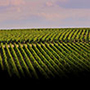 Chateau Margaux