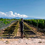 Hacienda San Miguel