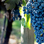 Bodega Rutini Wines