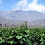 Bodega Rutini Wines