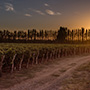 Bodega Rutini Wines