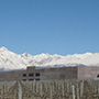 Bodega Rutini Wines