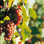 Domaine Shlumberger